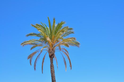 One palm tree on a blue sky background
