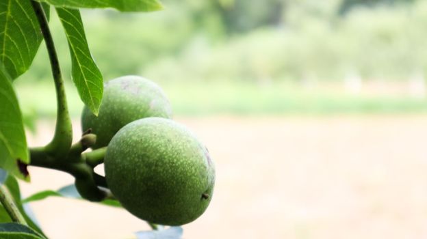Two green unripe walnuts on a tree branch surrounded by leaves in summer in the garden or horticultural farm, nature