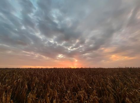 Old dry corn field over epic cloudy sky at bright summer sunset