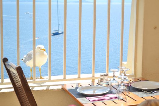 white seagull bird near the table of a restaurant Sea beach