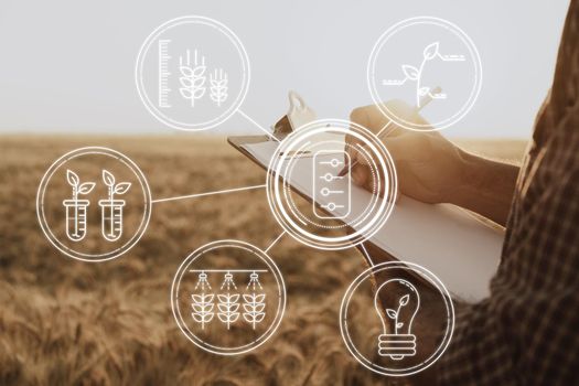 Farmer standing with digital tablet in a wheat field using modern technologies in agriculture, close up