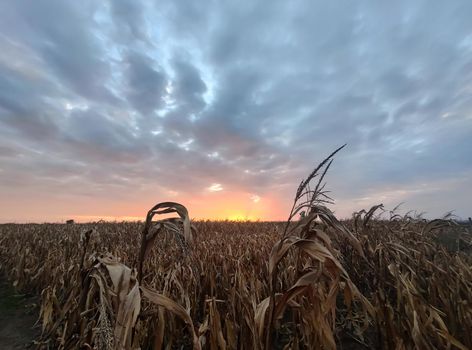 Old dry corn field over epic cloudy sky at bright summer sunset