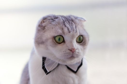 gentleman scottish fold cat with bowtie looking up while on white background