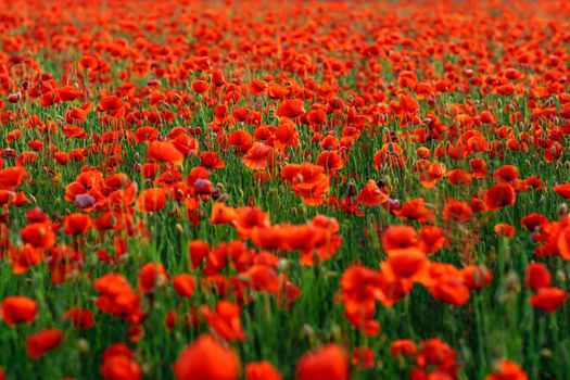 Poppies on green field on summer sunset with selective focus