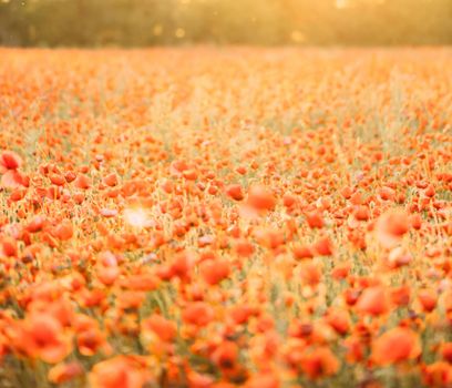 Fairy beautiful red poppies flowers meadow landscape on summer sunny day.