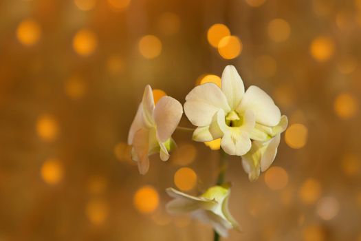 white orchid flower on golden bokeh background. close up tropical orchid phalaenopsis branch with golden bokeh