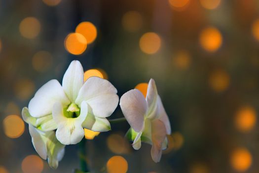 white orchid flower on golden bokeh background. close up tropical orchid phalaenopsis branch with dark golden bokeh