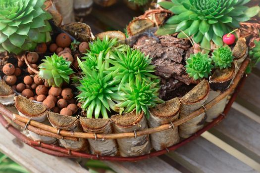 A group of different miniature succulent plants