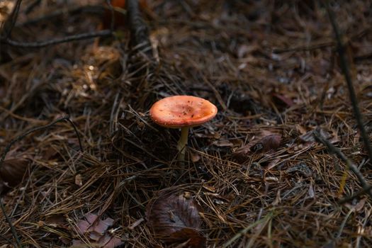 Big fly agaric in the forest. Big red and white fly agaric in the forest growing in the grass.