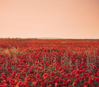 Beautiful red poppies field in summer at sunset. Flower meadow landscape.