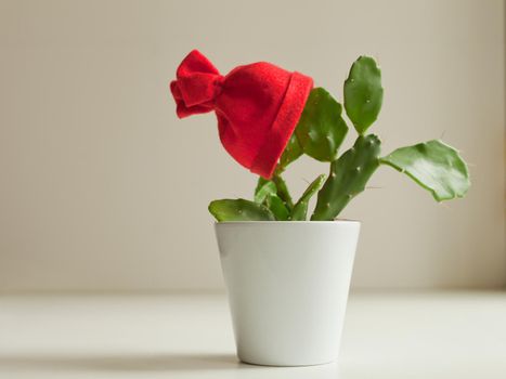 green cactus with red christmas hat or bonnet in white pot. Funny decorated flower with Santa's hat waiting for new year party