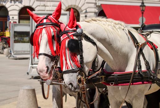 White decorated horses for walks with tourists