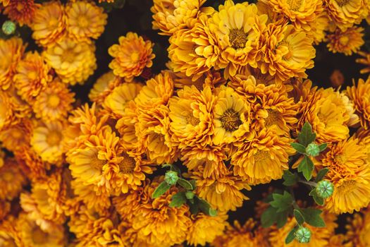 Orange chrysanthemum flowers close up on the bush