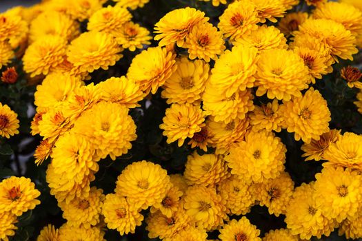 Yellow chrysanthemum flowers close up on the bush