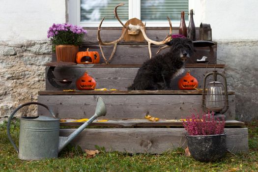 halloween decorated stairs with old black dog, lanterns, watering can, horns, flowers and pumpkins. Cute puppy at the garden. autumn outdoors