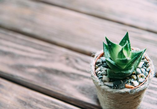 Succulent plant in a pot on wooden table background. Free space.