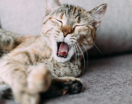 Funny cat of ginger color yawning with closed eyes.