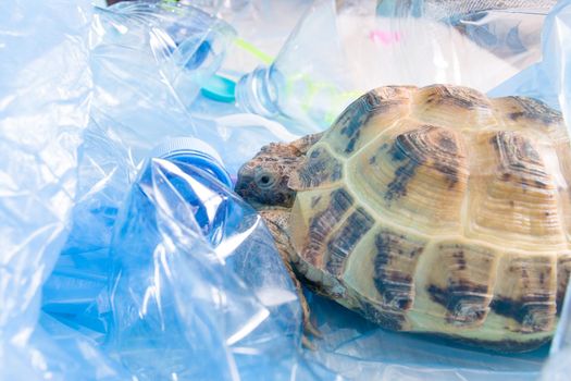 land Central Asian tortoise in a pile of plastic waste, environmental pollution concept, harmful plastic for animals, zero waste and an eco friendly lifestyle