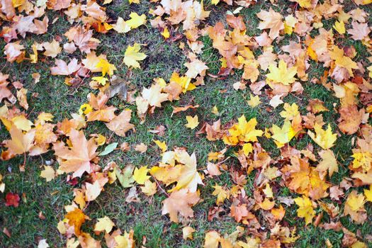 Red, green and yellow maple leaves had fallen to ground. yellow maple leafs on green grass for background. autumn concept