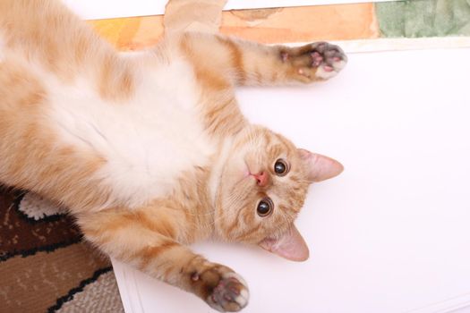 red cute cat grabbed his paws on his back on paper