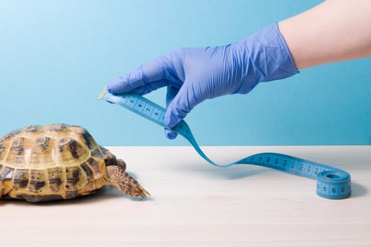 a hand in a blue rubber disposable glove measures with a measuring tape the shell of a land tortoise, blue background the place of the mine, herpetologistâ s office