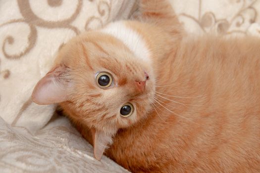 red cat lies on a soft sofa beige white fluffy cute kitten