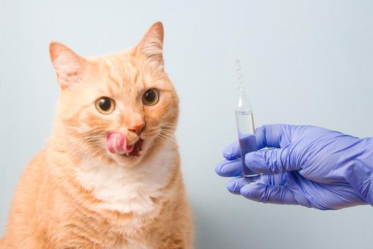 cute red cat and hand in blue rubber disposable glove with ampoule with medicine or vaccine, veterinary clinic concept, licking cat on blue background
