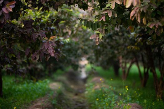 Guava fruit tree in an organic tropical garden, Guava garden with a large number of guava plants, agriculture background.