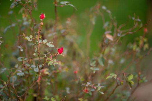 Closeup of a Rosebud in a garden, Red Rose Bud rowing on a bush with greenery in the background.