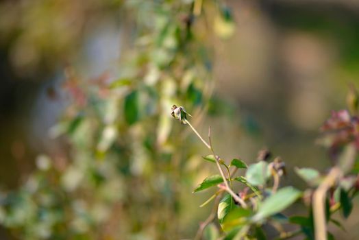 Closeup of a Rosebud in a garden, Red Rose Bud rowing on a bush with greenery in the background.