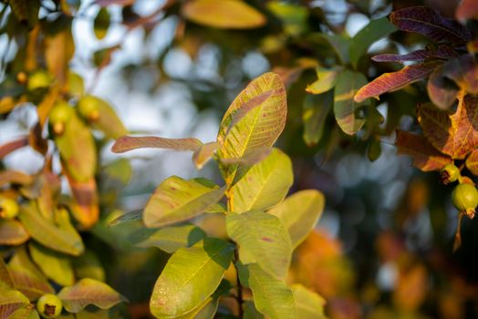 Guava fruit tree in an organic tropical garden, Fresh and Healthy guava raw fruit in the guava farm.