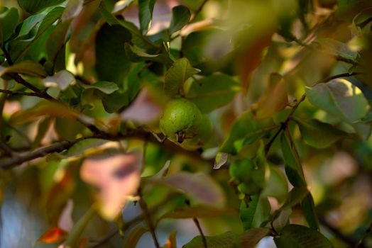 Guava fruit tree in an organic tropical garden, Fresh and Healthy guava raw fruit in the guava farm.