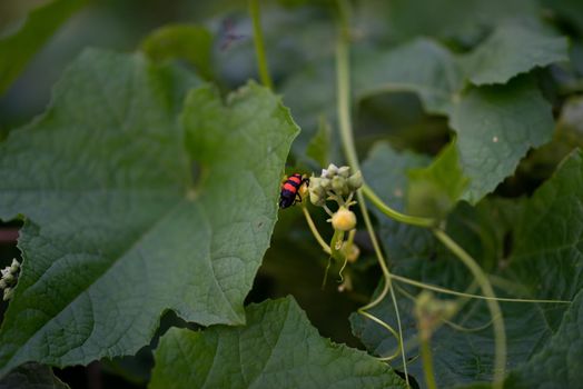 Pumpkin green leaves with hairy vine plant stem in the home garden, Trichodes alvearius on the pumpkin leaves.