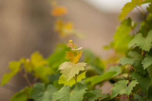 Grape leaves in home garden