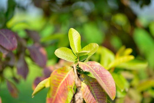 Guava leaves on the tree in an organic tropical garden.