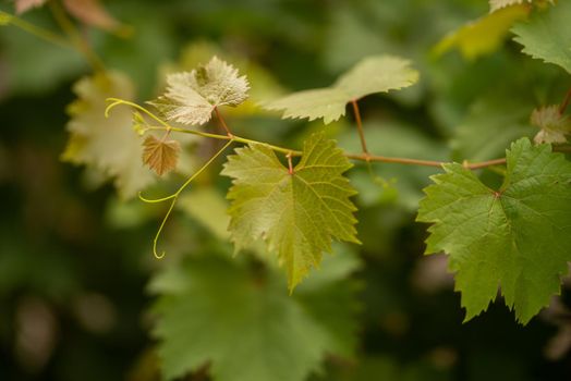 Grape leaves in home garden