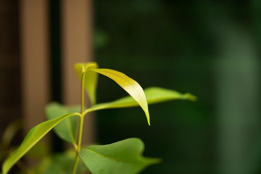 Jambul Leaves, Java plum or jambul leaves green