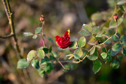 Colorful beautiful  delicate red rose in the garden, Beautiful red roses garden