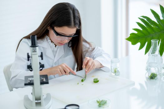 Young Caucasian little scientist girl use blade cut Aloe vera into small pieces during do some experiment in laboratory or classroom. Main focus on hands of children working with plant tissue.