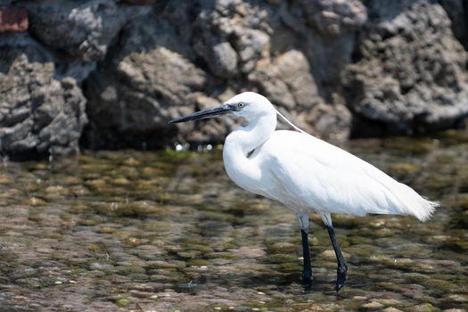 white egret bird by the sea in the summer time