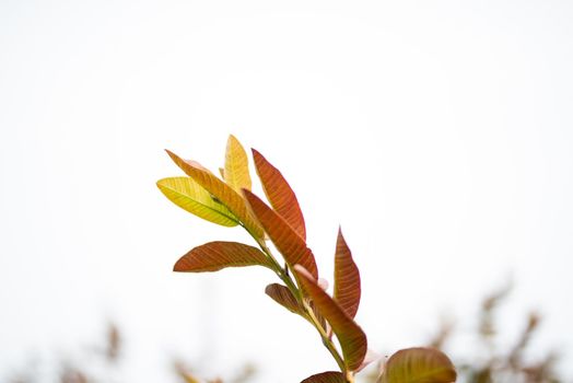 Guava leaves on the tree in an organic tropical garden.