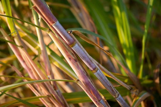 Sugarcane harvesting season, Sugarcane crop is ready to harvest.