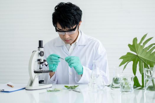 Scientist man with green gloves hold slide and put piece of Aloe vera on slide with concentration to analysis in laboratory or classroom.