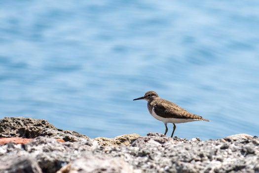 tringa ochropus bird by the sea in the summer time