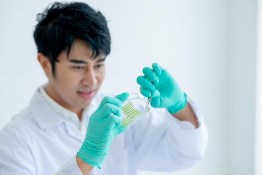 hands of Asian scientist man use forceps hold pieces of Aloe Vera and prepare to put in glass plate to do some experiment in laboratory or classroom.