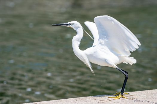 white egret bird by the sea in the summer time