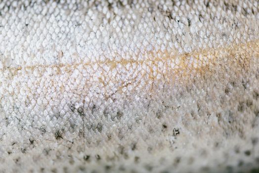 Fish skin of gray color texture and natural background, close-up.