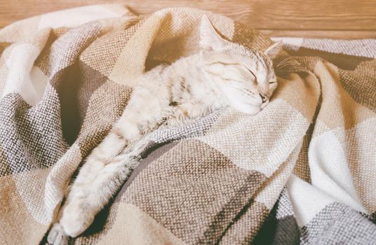 Tired cute tabby domestic cat sleeping under soft plaid.