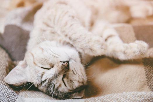 Cute domestic tabby kitten of ginger color sleeping on his back on soft plaid.