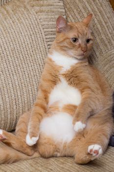 red cat with white stomach pink nose sit on the sofa funny cute lovely